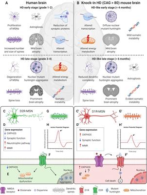 D1R- and D2R-Medium-Sized Spiny Neurons Diversity: Insights Into Striatal Vulnerability to Huntington’s Disease Mutation